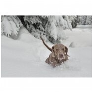 Šuns pėdučių apsauga žiemos metu