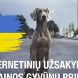 NeVieni: projektas Ukrainos gyvūnų prieglaudoms paremti